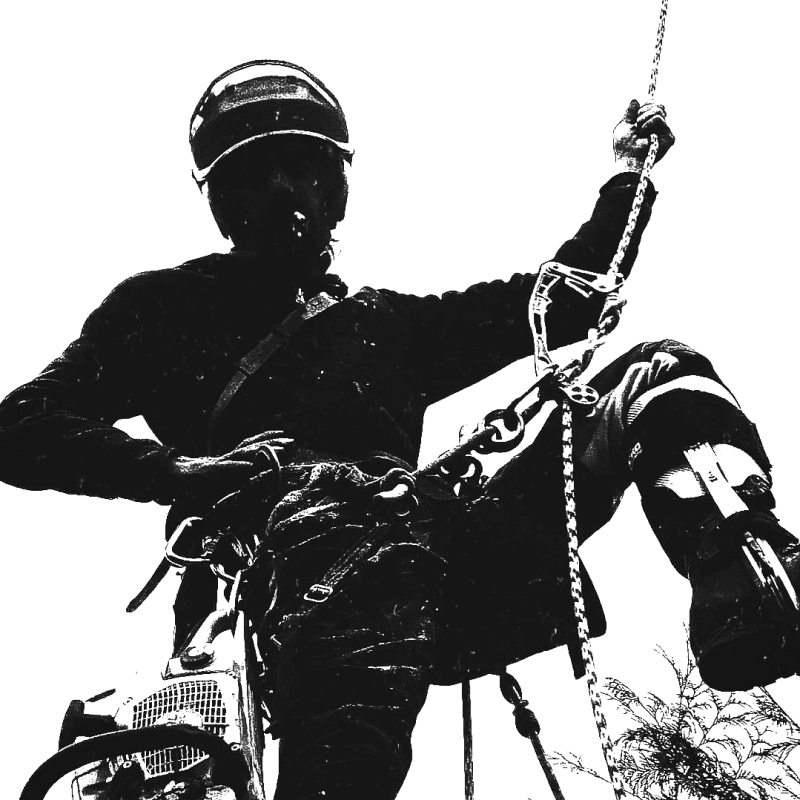 a person on a harness doing a tree removal service