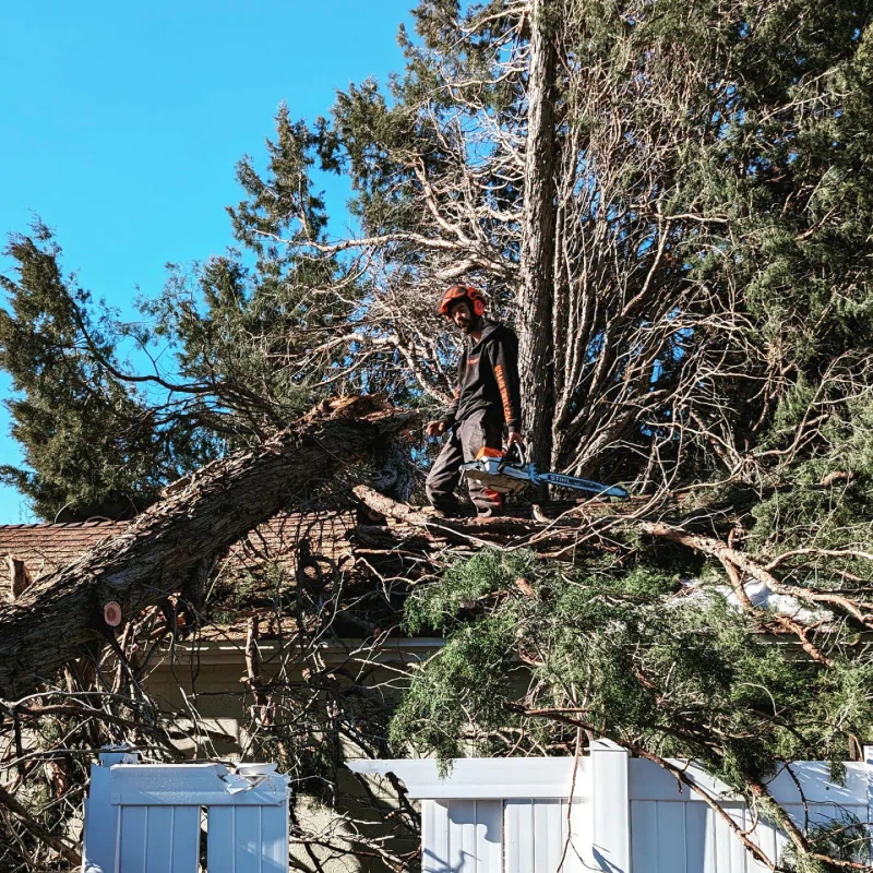 ongoing emergency tree removal