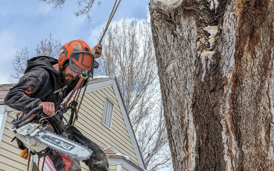 ongoing tree trimming service